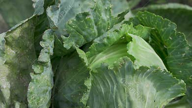 Large green cabbage leaves surround dense head