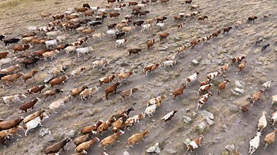 Aerial drone view of a huge herd of cows and young calves walking and grazing in a spring or summer meadow.