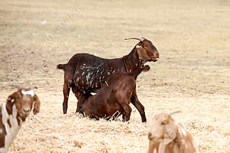 Baby goat suckling on mother goat
