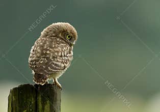 Little Owl (Athene noctua)