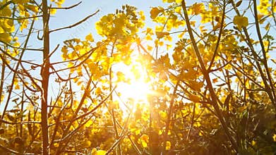 Rapeseed flowering tilt up