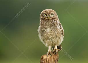 Juvenile Little Owl Athene noctua on a post