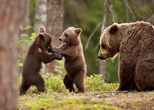 Eurasian brown bear Ursos arctos, female and cubs