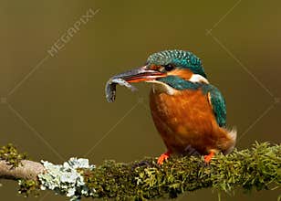 Kingfisher (Alcedo atthis)