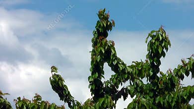 Cherry tree against a blue sky