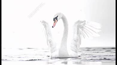 Majestic Swan in Monochrome: A Graceful Waterbird with Wings Spread Wide