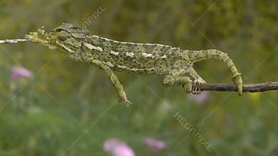 Getting up chameleon