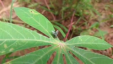 Bright morning, a handsome fly was seen perching on a cassava leaf