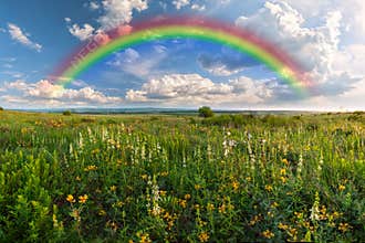 Rainbow over meadow