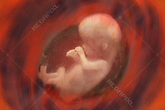 Human Fetus in the Womb - Pregnancy
