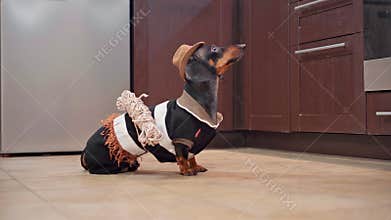 Dog in straw hat, cowboy costume waits, ready to play adventure quest halloween