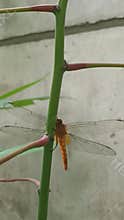 Golden dragon fly on a cassava stem