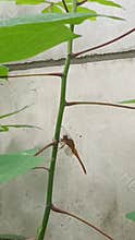 Golden dragon fly on a cassava stem