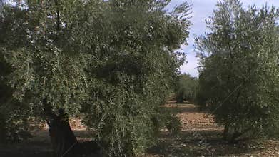 Travelling or moving camera from a crop of olive trees