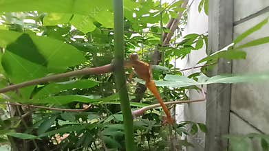 Golden dragon fly on a cassava stem