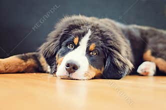 a bernese mountain dog puppy has a puffy head