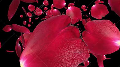 Rose petals Flying against black, stock footage