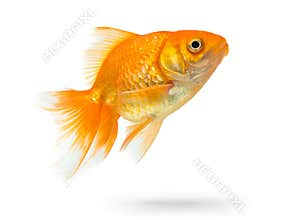 Gold fish isolated on white background