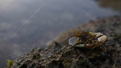sea spider climbs up to sunbathe on the coral