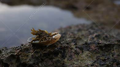 sea spider climbs up to sunbathe on the coral