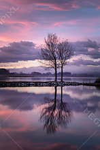 The Purple Hour