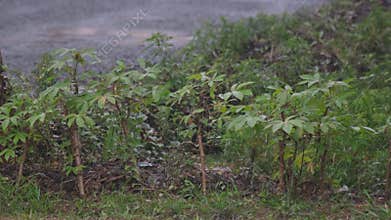 Cassava stem getting soaked during heavy rain. Water droplets dripping down the plant while leaves sway in the wind.