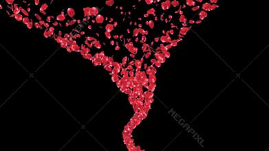 Rose petals Tornado, zoom in, against black, stock footage