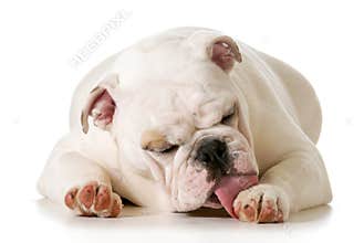 Dog licking paw