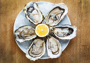 Fresh oysters in a white plate with ice and lemon