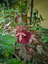 Panama red in the home java infonesia