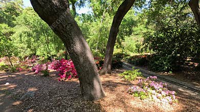 footage of a gorgeous spring landscape with colorful flowers and lush green trees and plants at Descanso Gardens La Canada
