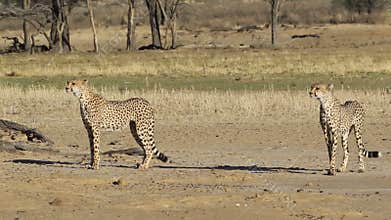 Alert Cheetahs