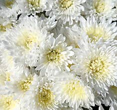 White chrysanthemum flowers