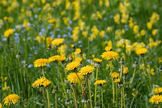 Spring meadow with blooming yellow dandelions and cowslips and blue forget-me-nots