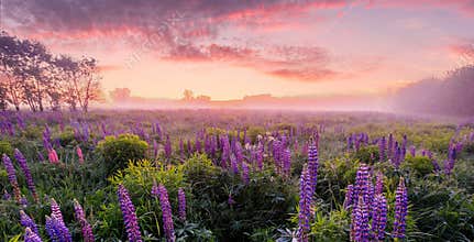 Panoramic field of lupine flowers blooming at dawn with fog. Scenic rural meadow landscape. Sunrise sky background for