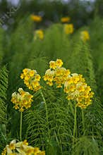 Yellow cowslip flowers among green equisetum plants