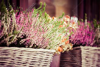 Pink and purple heather in decorative flower pot