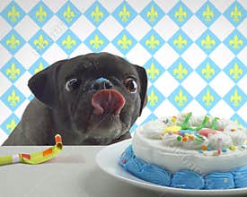 Pugs Birthday