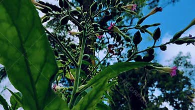 Nicotiana tabacum plant video or commonly known as cultivated tobacco is a type of annual herbaceous plant