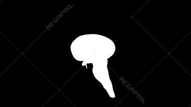 Human brain assembling,seamless loop,Alpha Channel, stock footage