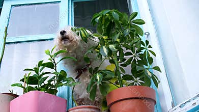 dirty white dog windowsill window village