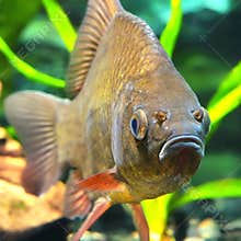Crucian carp