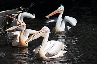 Floating pelicans