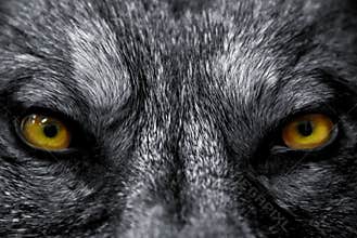 Eyes of wolf