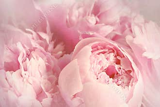 Closeup of peony flowers