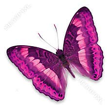 Pink butterfly