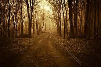 Road trough a strange dark forest with fog in late autumn