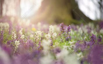 Flowers in bloom in a forest in spring