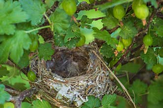 Closeup of the empty nest of a small bird in a green gooseberry bush