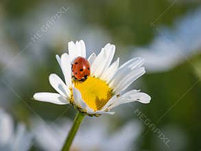 The closeup of seven-spot ladybug perched on the daisy flower